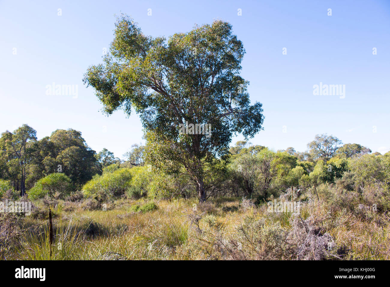 Paysage paisible isolée dans l'ouest de l'Australie Bunbury Manea Park où il y a beaucoup de terres et de bush reste rare fleurs sauvages en pleine croissance. Banque D'Images