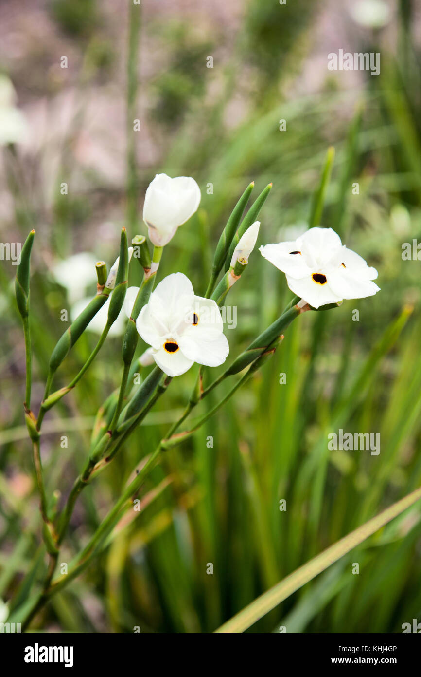 D.Bicolor iris fleurs à Constantia - Cape Town, Afrique du Sud Banque D'Images