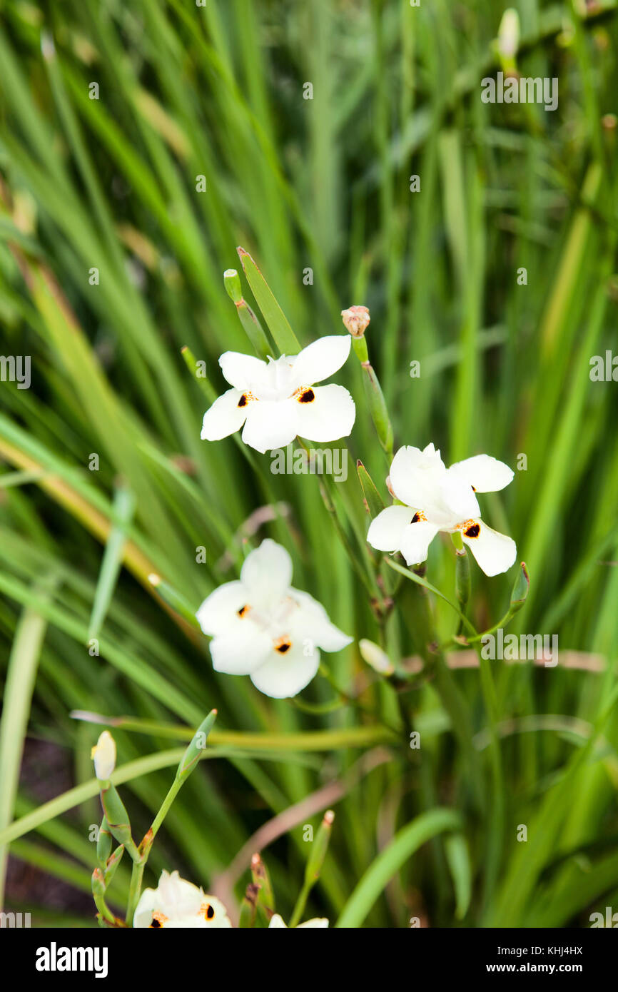 D.Bicolor iris fleurs à Constantia - Cape Town, Afrique du Sud Banque D'Images