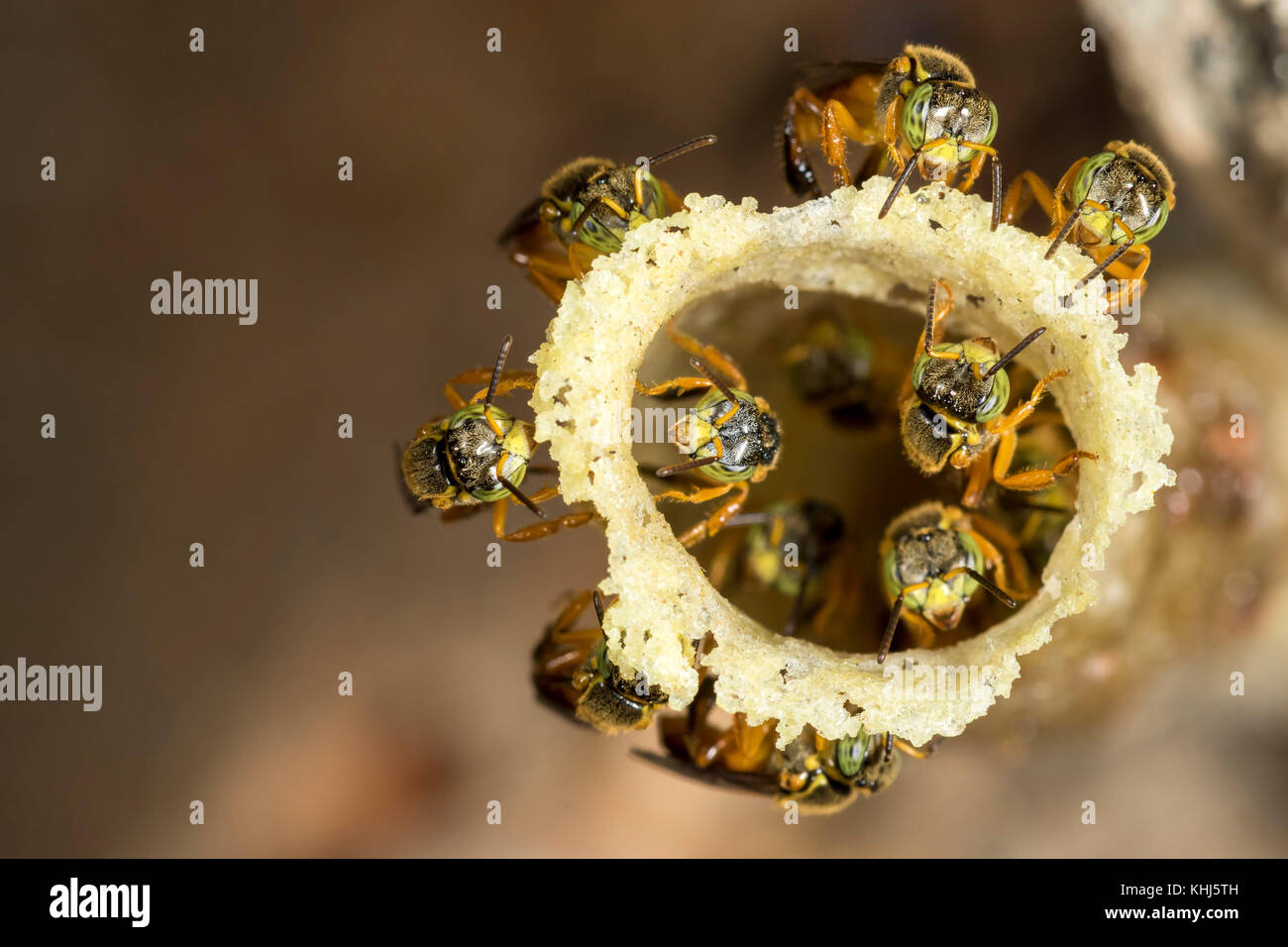 Jatai abeilles sans dard à l'entrée de leur ruche cire - tetragonisca angustula Banque D'Images