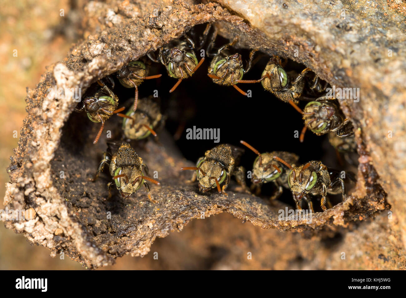 Peu d'abeilles sans dard à l'entrée de leur ruche Banque D'Images