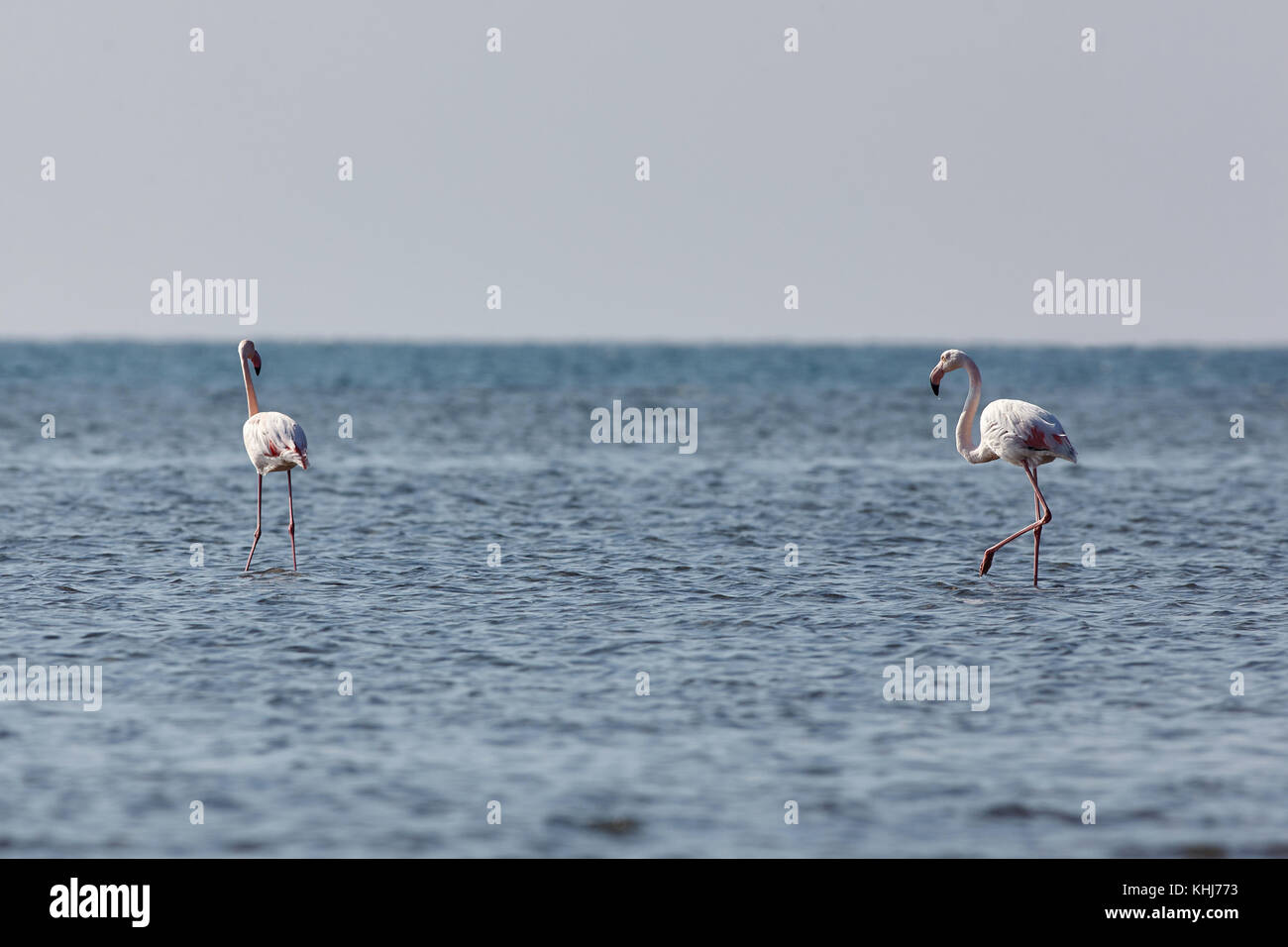 Voir des flamands roses à Evros, la Grèce. Banque D'Images