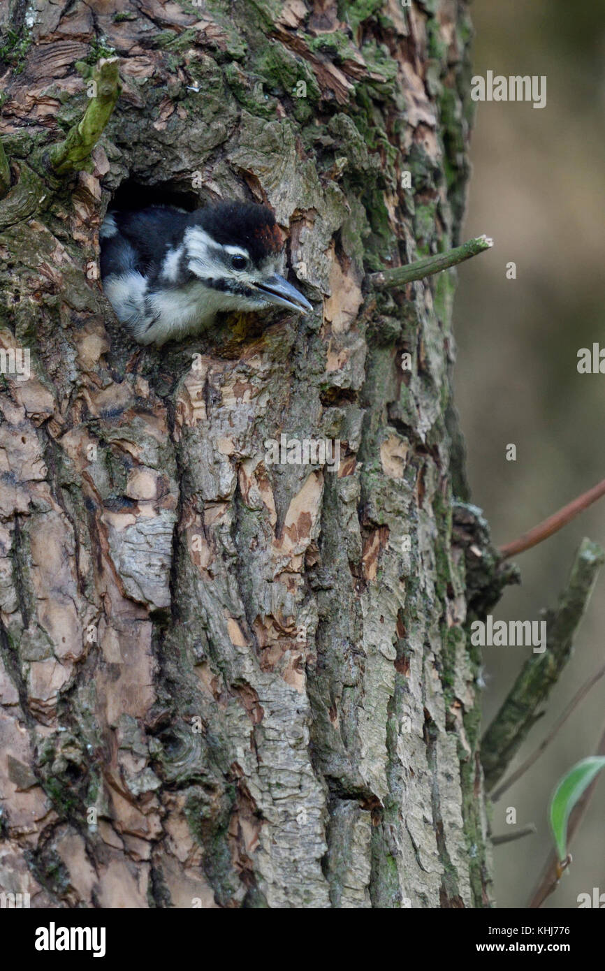 Plus grand / grand pic mar (Dendrocopos major), juvénile, véritable chick, escalade de / de sortie de leur nid, l'Europe. Banque D'Images