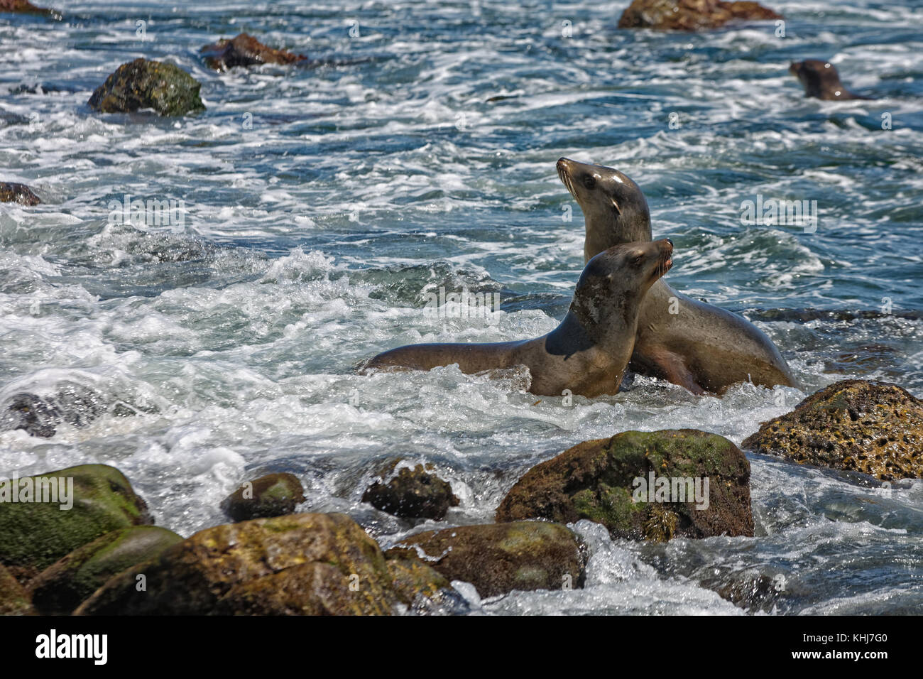 Un groupe de lions de mer de Californie se font chauffer la couenne au soleil sur les rochers à La Jolla Cove à La Jolla, San Diego, USA en été Banque D'Images