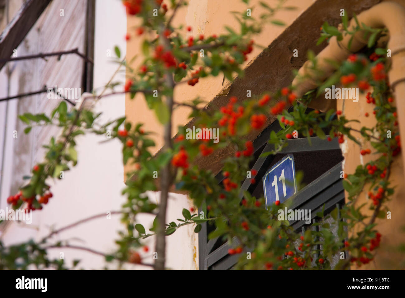 Athènes, Grèce - 12 octobre 2017 : une maison dans le quartier Plaka d'Athènes, avec le numéro onze, couverts dans une usine de bougainvilliers. Banque D'Images