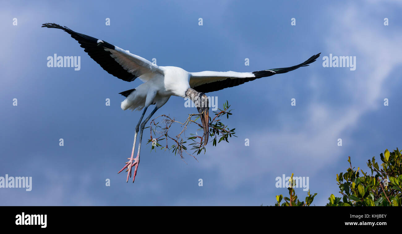 Wood stork (Mycteria americana), la cigogne famille, Everglades, Florida, USA, América Banque D'Images