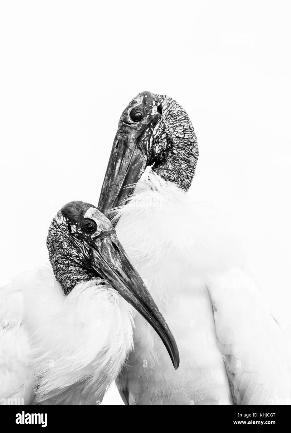 Wood stork (Mycteria americana), la cigogne famille, Everglades, Florida, USA, América Banque D'Images