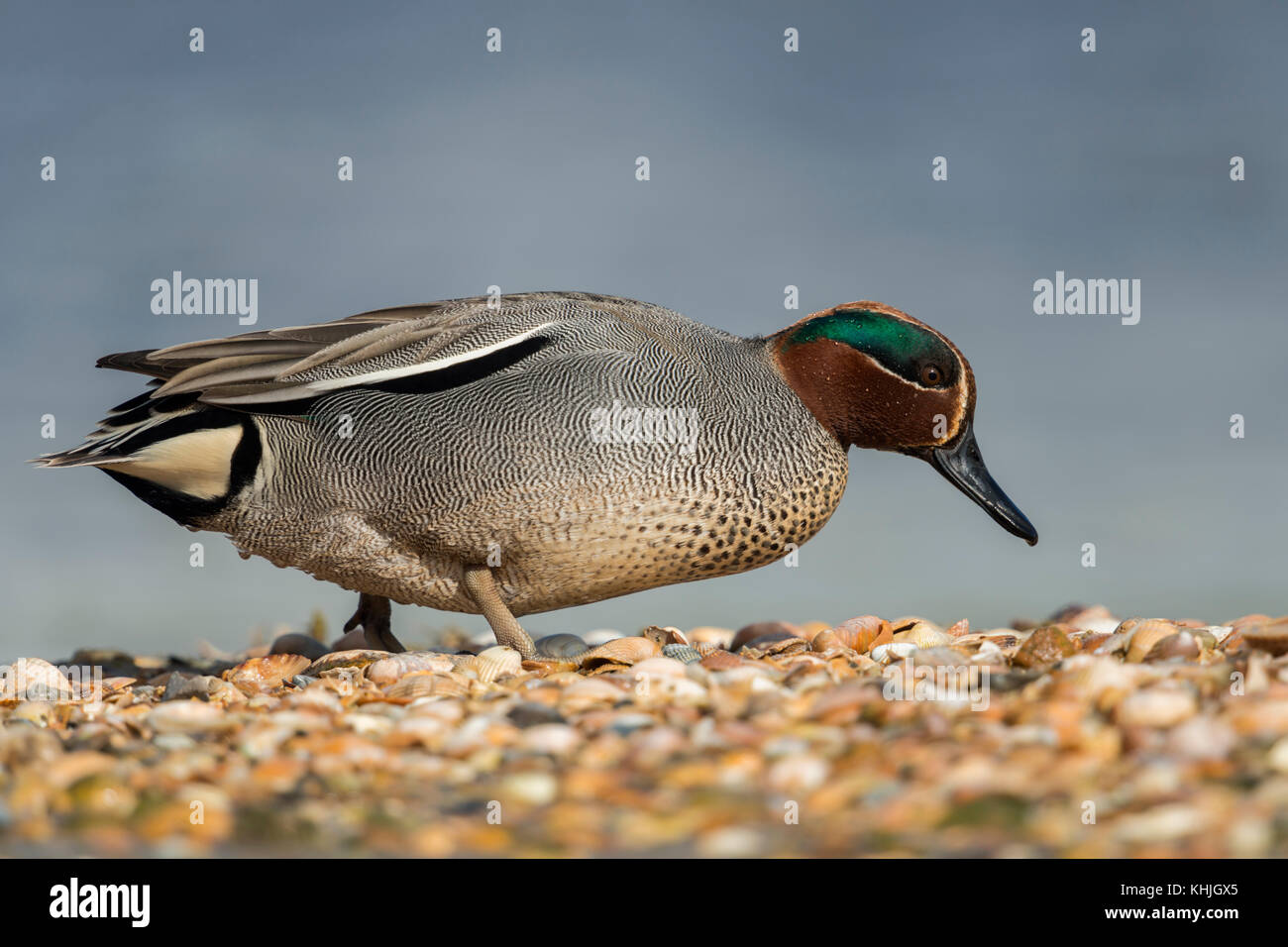 Teal / krickente ( Anas crecca ), homme adulte, smallst duck en Europe, dans sa robe de reproduction, marcher sur une banque de moules, à la recherche de nourriture. Banque D'Images