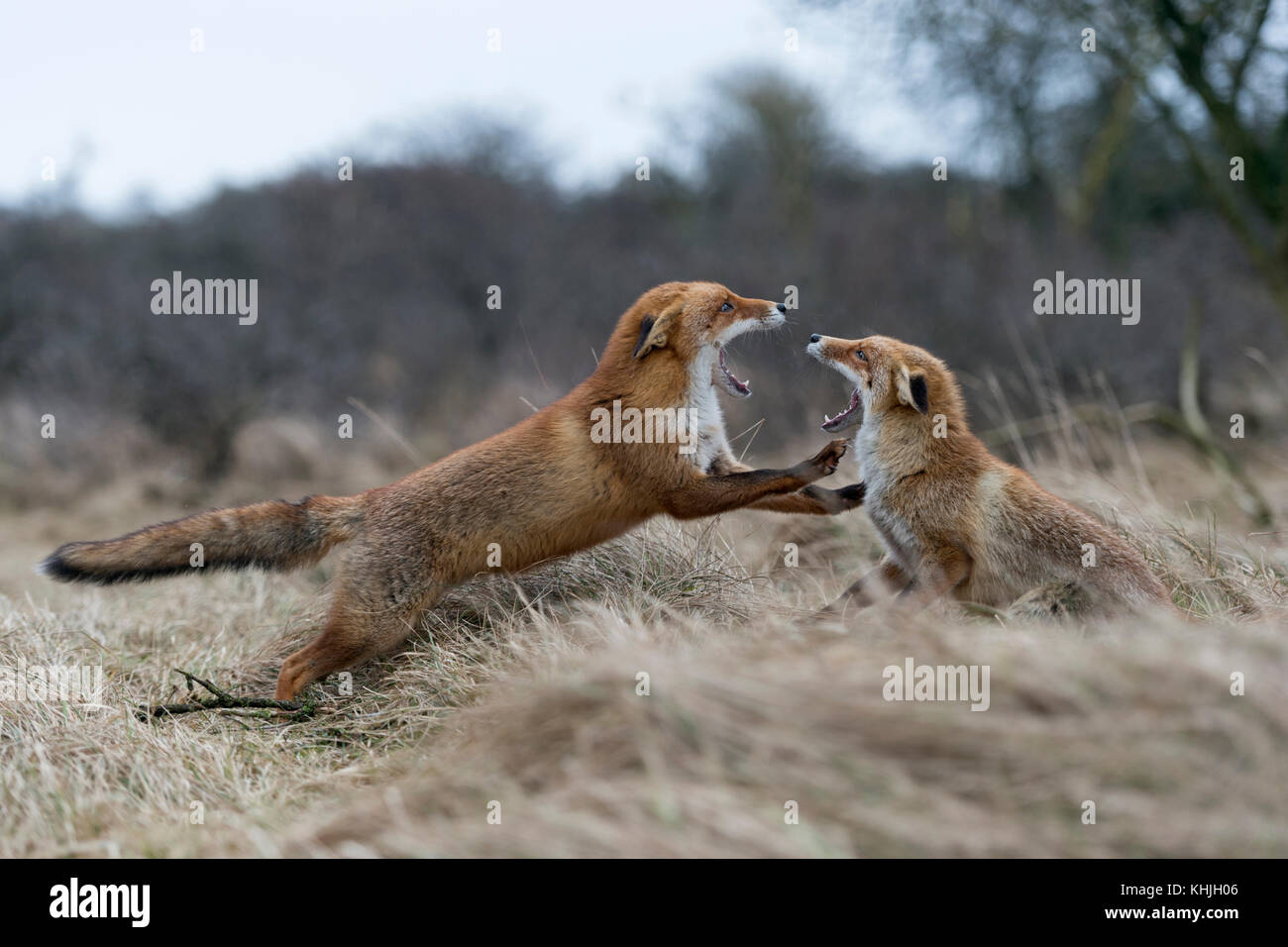 Le renard roux Vulpes vulpes ( ), deux adultes, en lutte agressive, les combats, menaçant avec de larges mâchoires ouvertes, attaquant les uns les autres, de la faune, de l'Europe. Banque D'Images