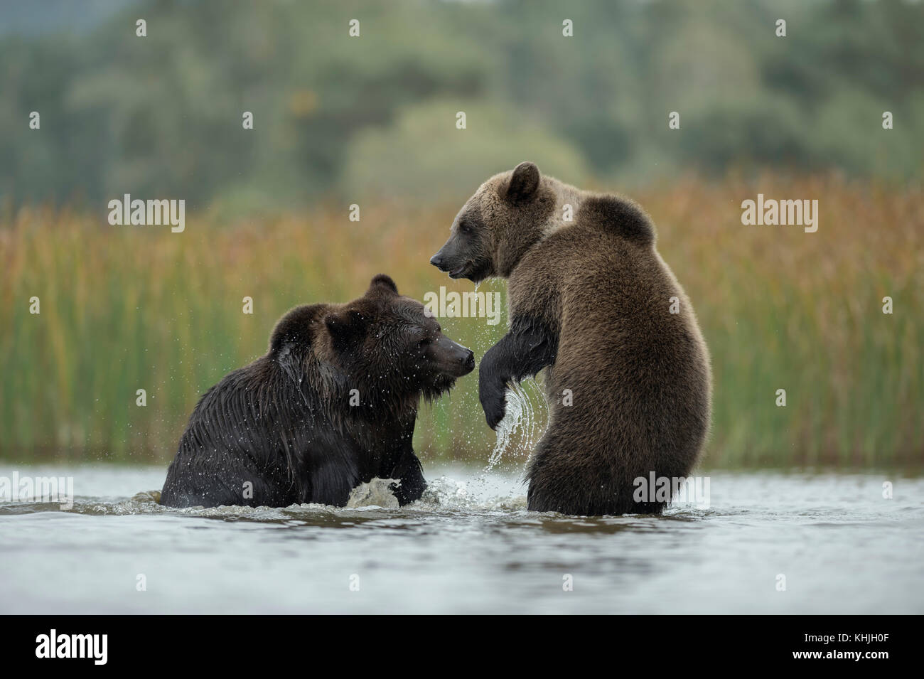 Ours brun eurasien ( Ursus arctos ) luttant sur les pattes arrière, luttant, lutte ludique entre deux adolescents dans les eaux peu profondes d'un lac, Europe. Banque D'Images