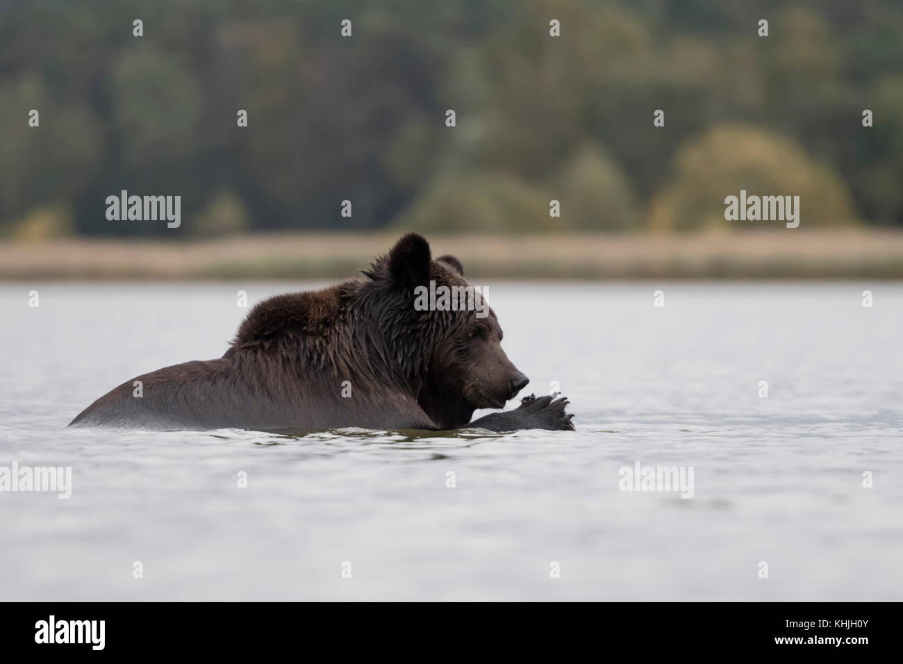 Ours brun européen / Braunbaer Europaeischer ( Ursus arctos ) baignade, baignade, jeux dans l'eau, dans un lac, lécher son patte, drôle, Europe. Banque D'Images