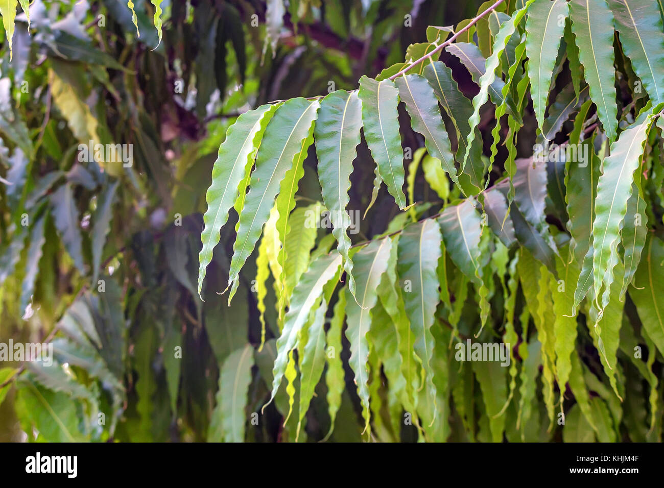 Close up of saraca asoca ou arbre ashoka Banque D'Images