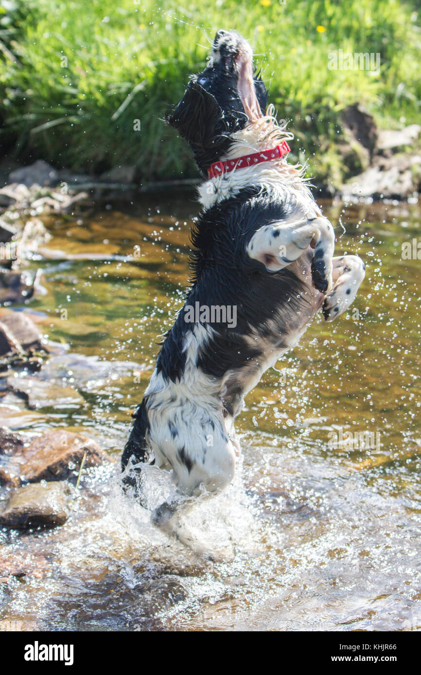 Bénéficiant d'Épagneul Springer Anglais Exmoor Banque D'Images