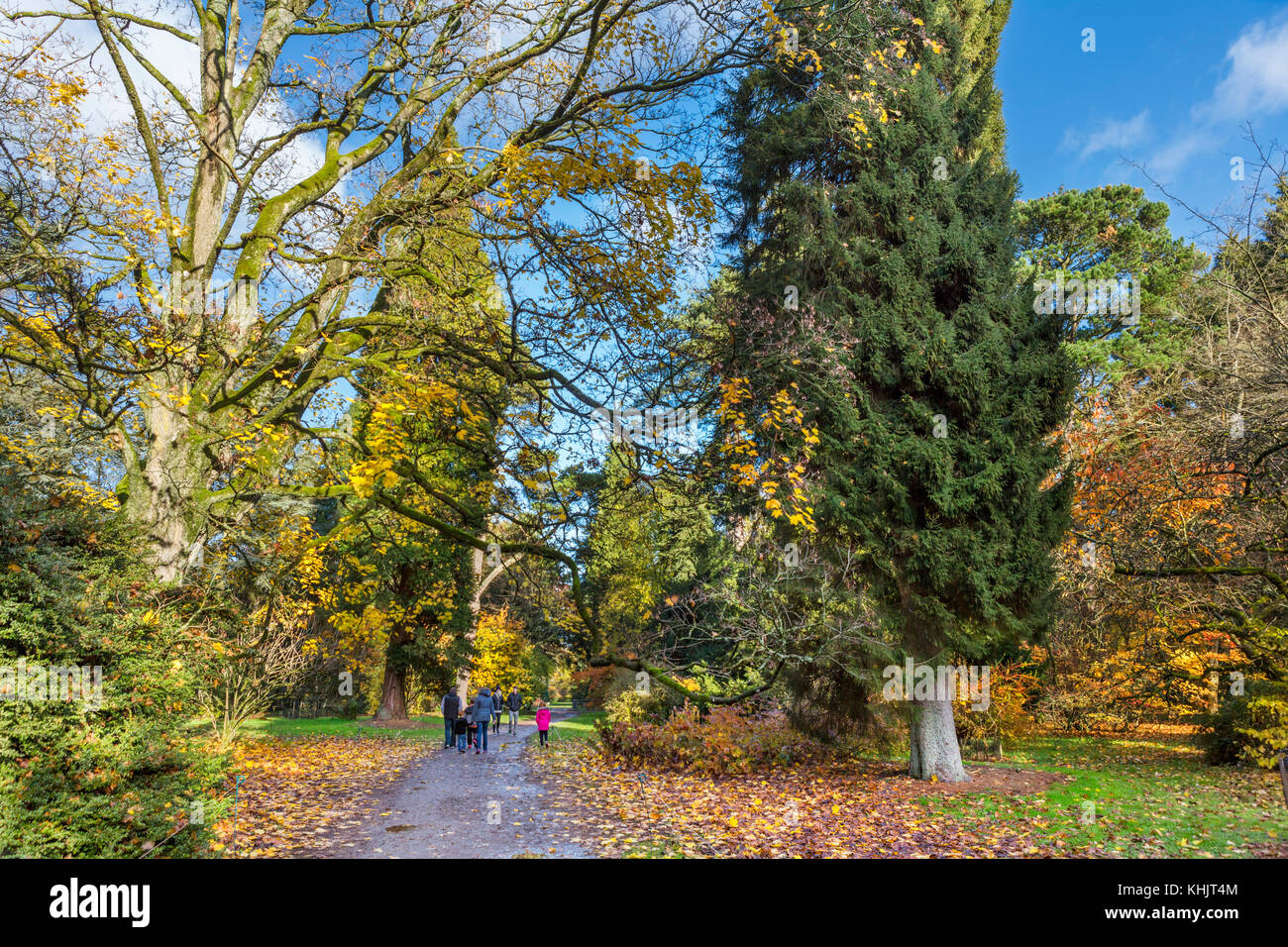 Les promeneurs sur un chemin en Westonbirt Arboretum, près de Tetbury, Gloucestershire, England, UK Banque D'Images