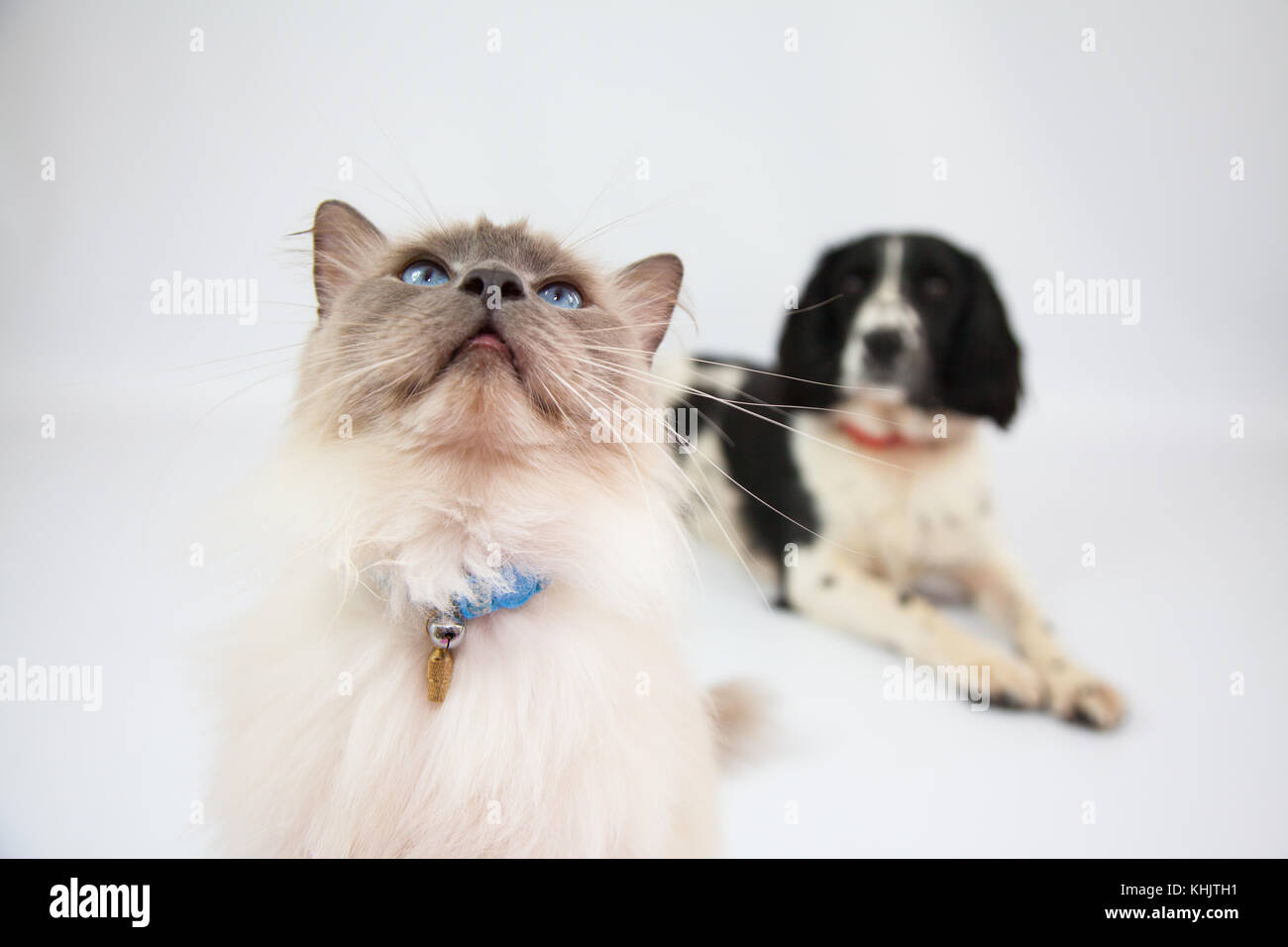 Ragdoll Cat & Springer Spaniel dans un photoshoot Banque D'Images