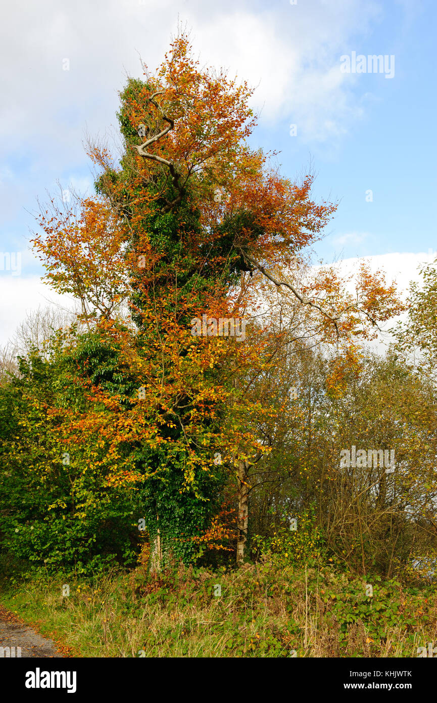 Belle vue sur l'arbre jaune à l'automne saison Banque D'Images