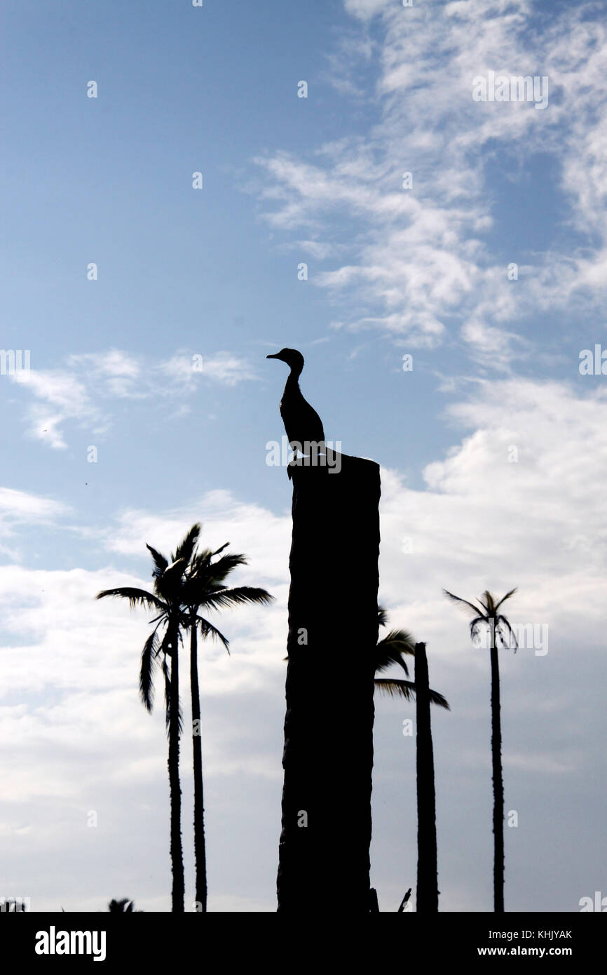 Grand cormoran, silhouette Kerala backwaters Banque D'Images