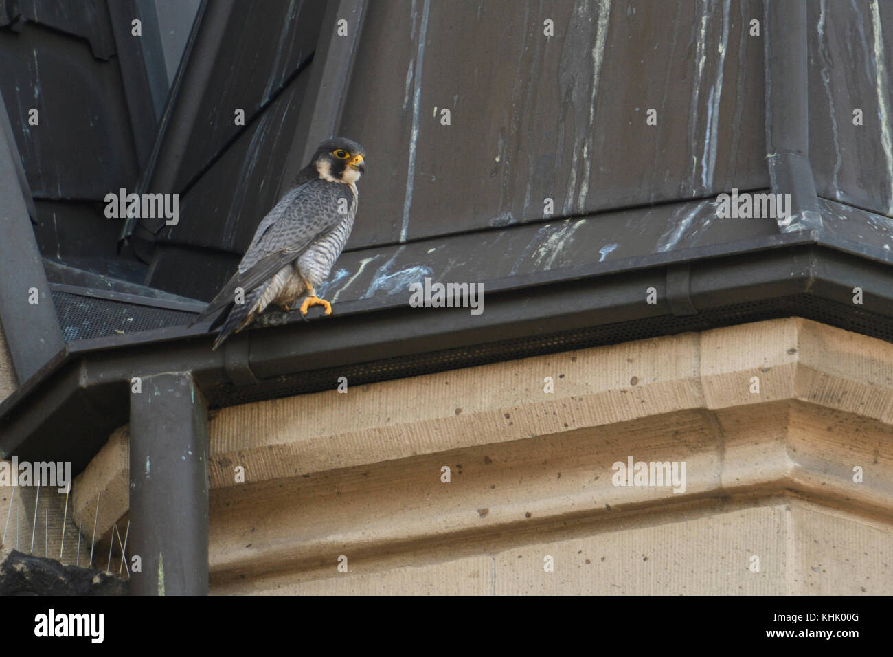 Faucon pèlerin / wanderfalke ( Falco peregrinus ), mâle adulte, tercel, perché sur un toit de l'église, situation typique, de la faune, de l'Europe. Banque D'Images