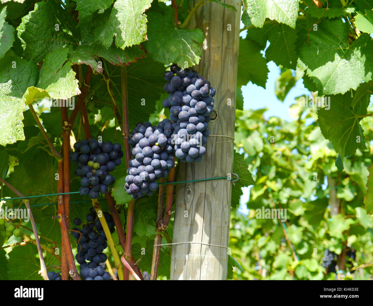 Les raisins sur la vigne Banque D'Images
