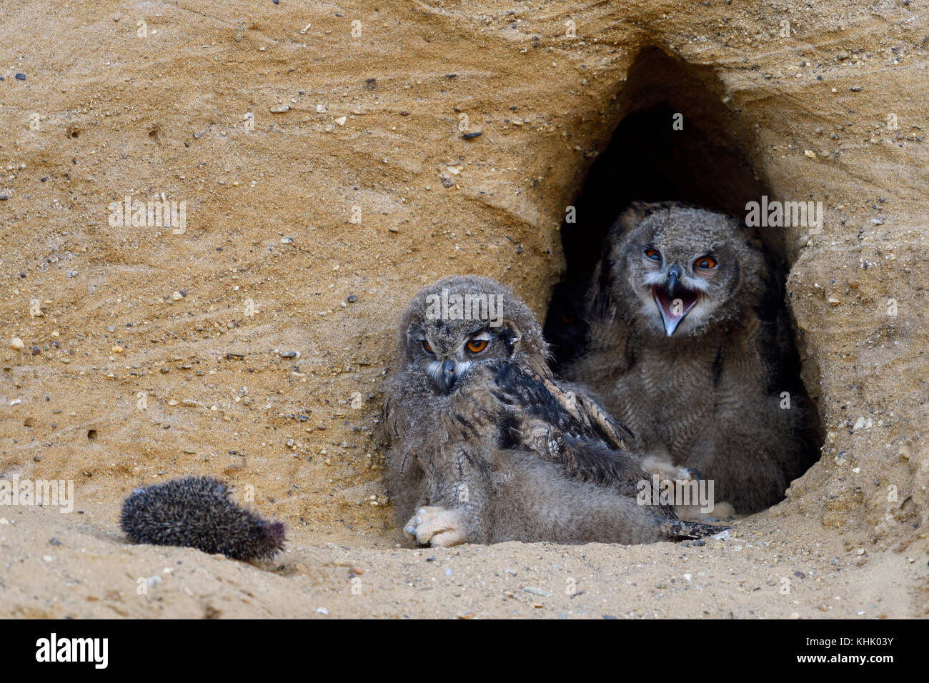 Grand hiboux ( Bubo bubo ), de se quereller poussins avec de la carcasse d'un hérisson en face de leur nid burrow, drôles, de la faune, de l'Europe. Banque D'Images