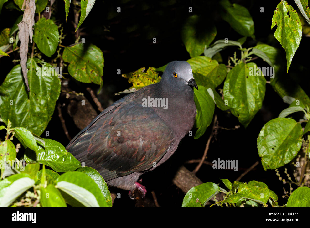 Pigeon Impérial Noël, Ducula whartoni, Christmas Island, Australie Banque D'Images