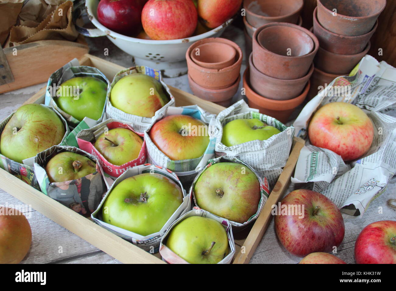 Les pommes fraîchement récolté (Malus domestica) emballés dans du papier journal et stockés dans le bac en bois pour aider à prévenir la pourriture en automne et hiver, UK Banque D'Images