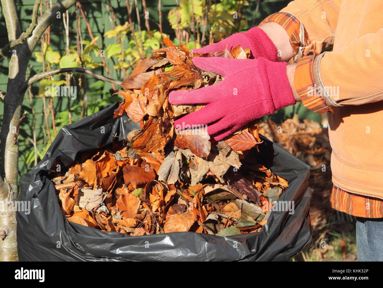 Faire du paillis de feuilles. Les feuilles tombées sont placées dans un sac en plastique noir pour faire du moule de feuilles à la fin de l'automne / début de l'hiver (novembre), dans un jardin anglais, Royaume-Uni Banque D'Images