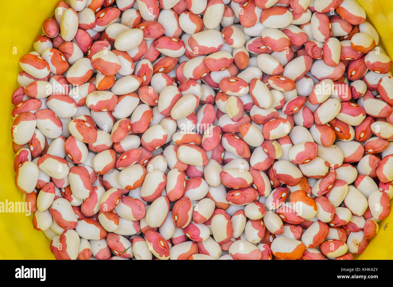 Haricot rouge blanc haricot background. Banque D'Images