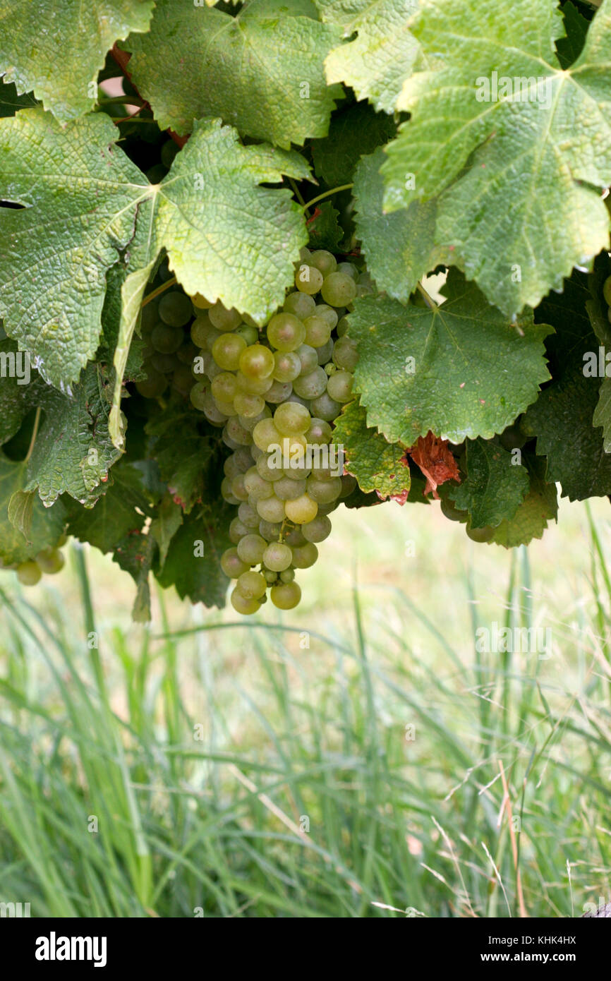 CHARDONNAY sur vigne 2009 Banque D'Images