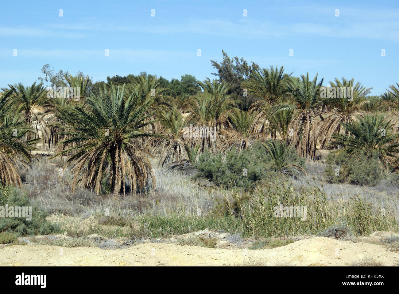 Date verger avec palmiers et désert en Tunisie du Sud Banque D'Images