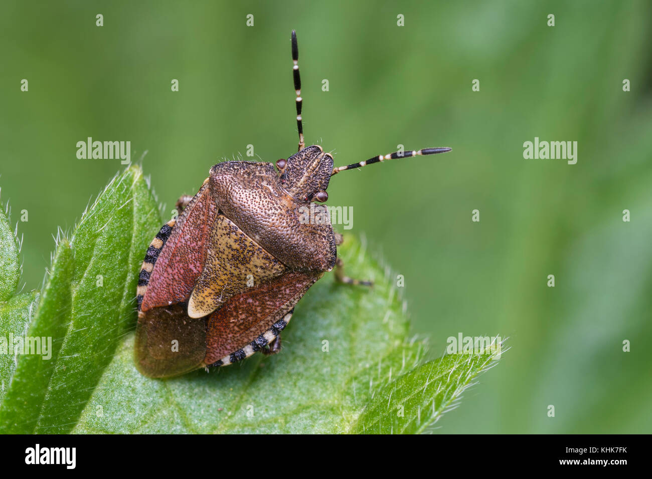 Dolycoris baccarum (Shieldbug poilue) sur la feuille. Tipperary, Irlande. Banque D'Images