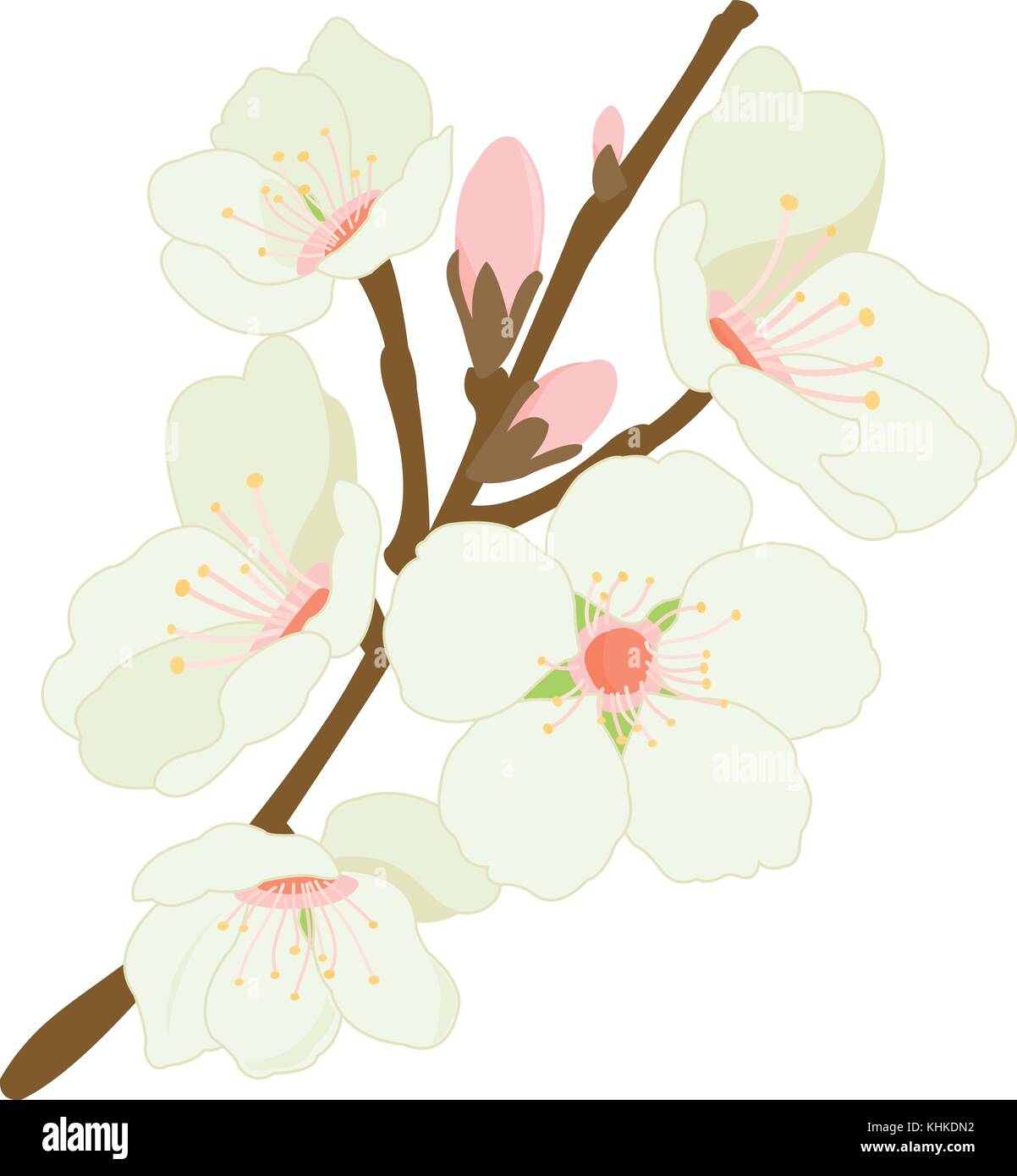 Branche d'amandier avec fleurs d'amande. Branche avec des fleurs de printemps. Branche d'arbre fruitier. Illustration vectorielle. Illustration de Vecteur