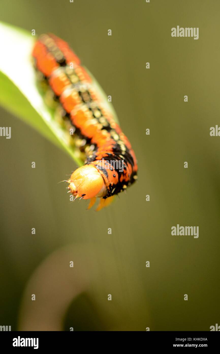 Chenille noire et orange Banque de photographies et d’images à haute — free download
