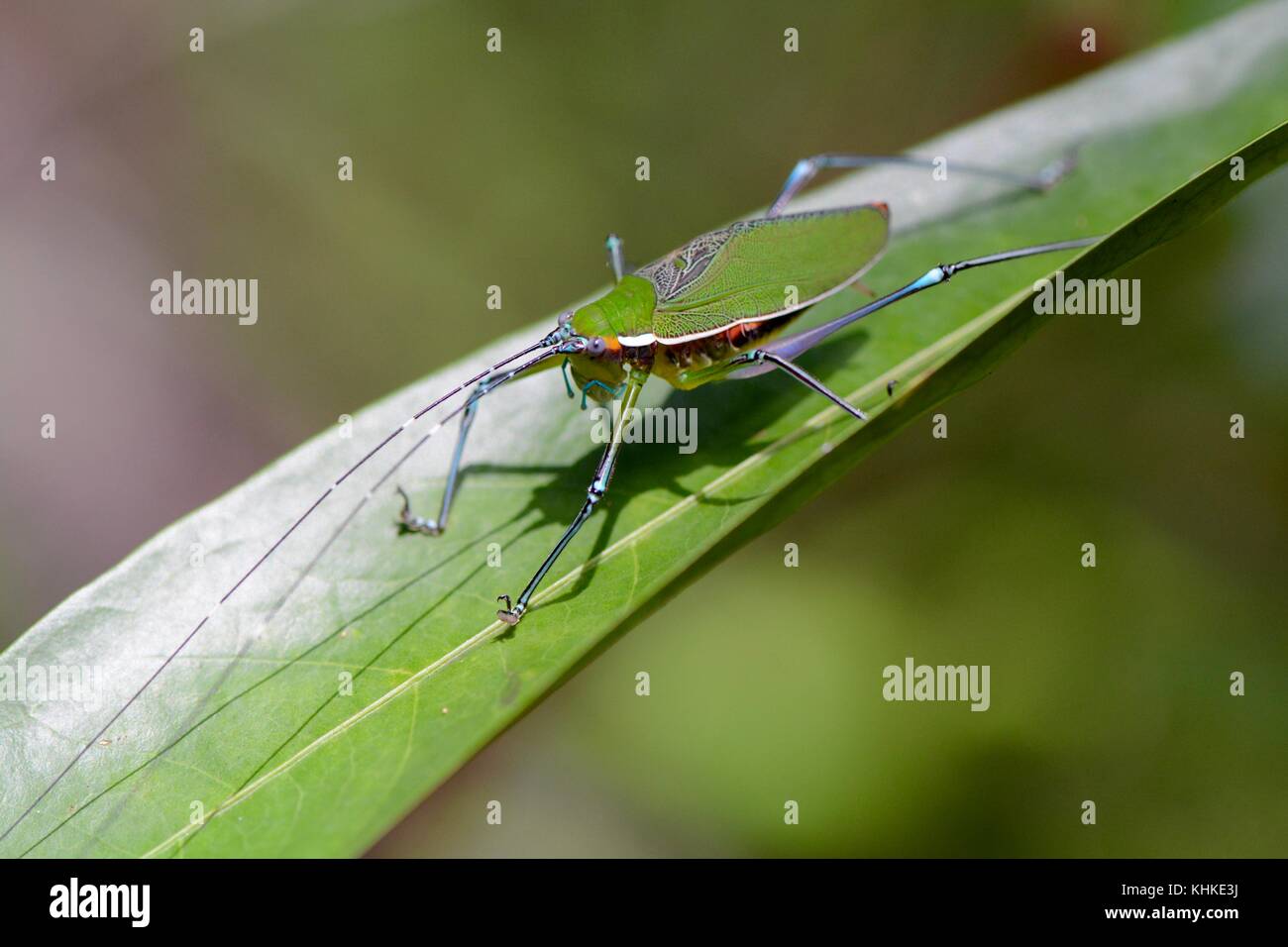 Katydid scambophyllum prédatrices colorées Banque D'Images