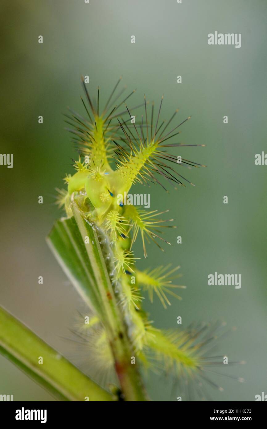 Picotements slug caterpillar de Bornéo Banque D'Images
