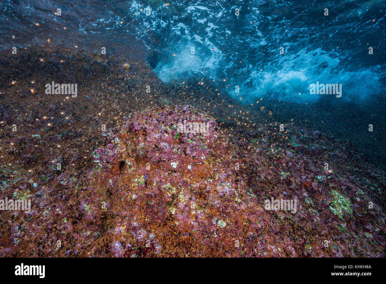 Nuages de tourbillon les larves de crabe près de la rive, Gecarcoidea natalis, l'île Christmas, Australie Banque D'Images