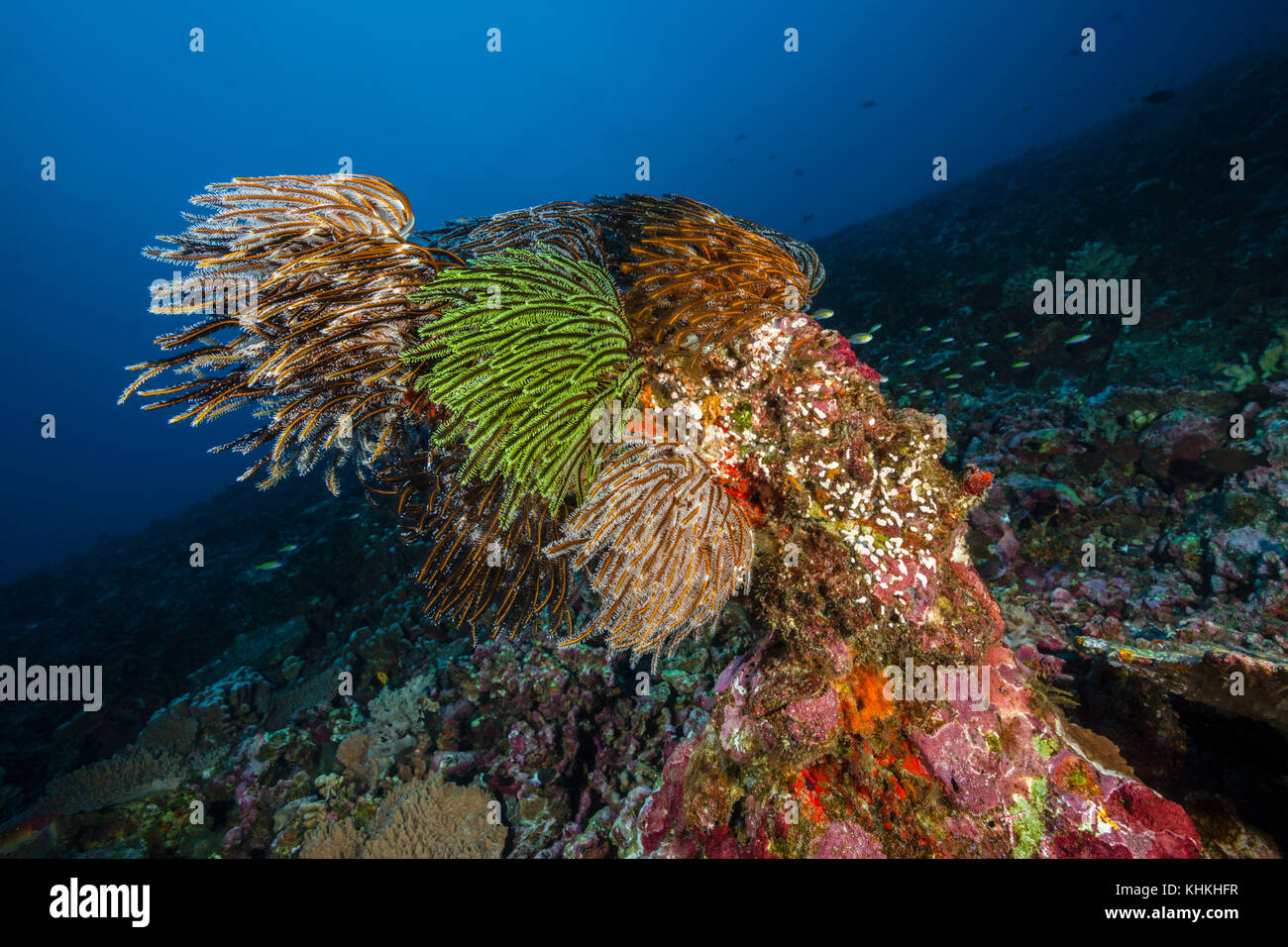 Feather Star dans les récifs coralliens, Comantheria sp., l'île Christmas, Australie Banque D'Images