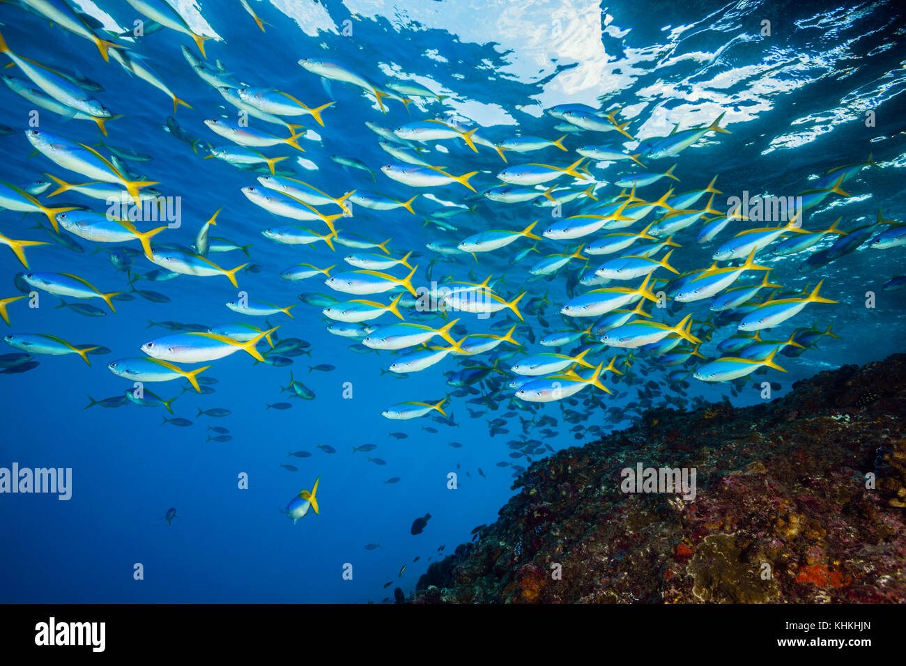 Banc de yellowback fusilier, caesio teres, Christmas Island, Australie Banque D'Images