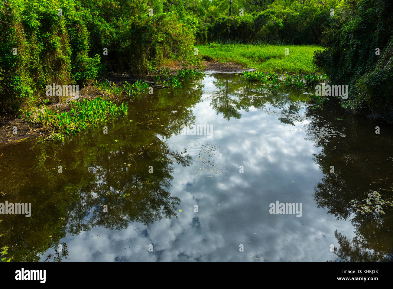 Le parc national des Everglades, en Floride, USA, Amérique latine Banque D'Images