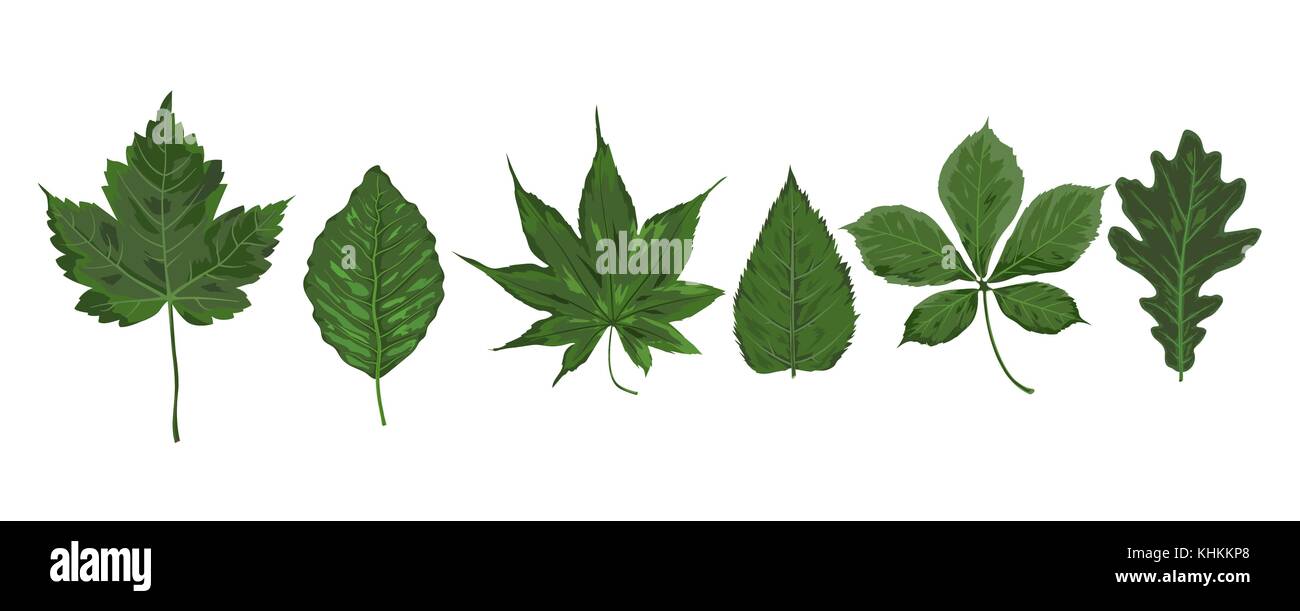 Vector style aquarelle vert saison mûrier châtaignier adler d'érable Feuilles verdure tirées du feuillage feuille forêt. salutation carte postale, banner decorat Illustration de Vecteur