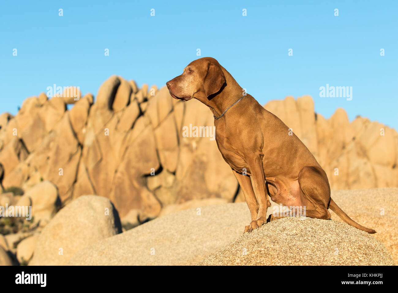 Pure race Vizsla devint chien assis à l'extérieur à l'rock jumbo à Joshua tree en Californie Banque D'Images