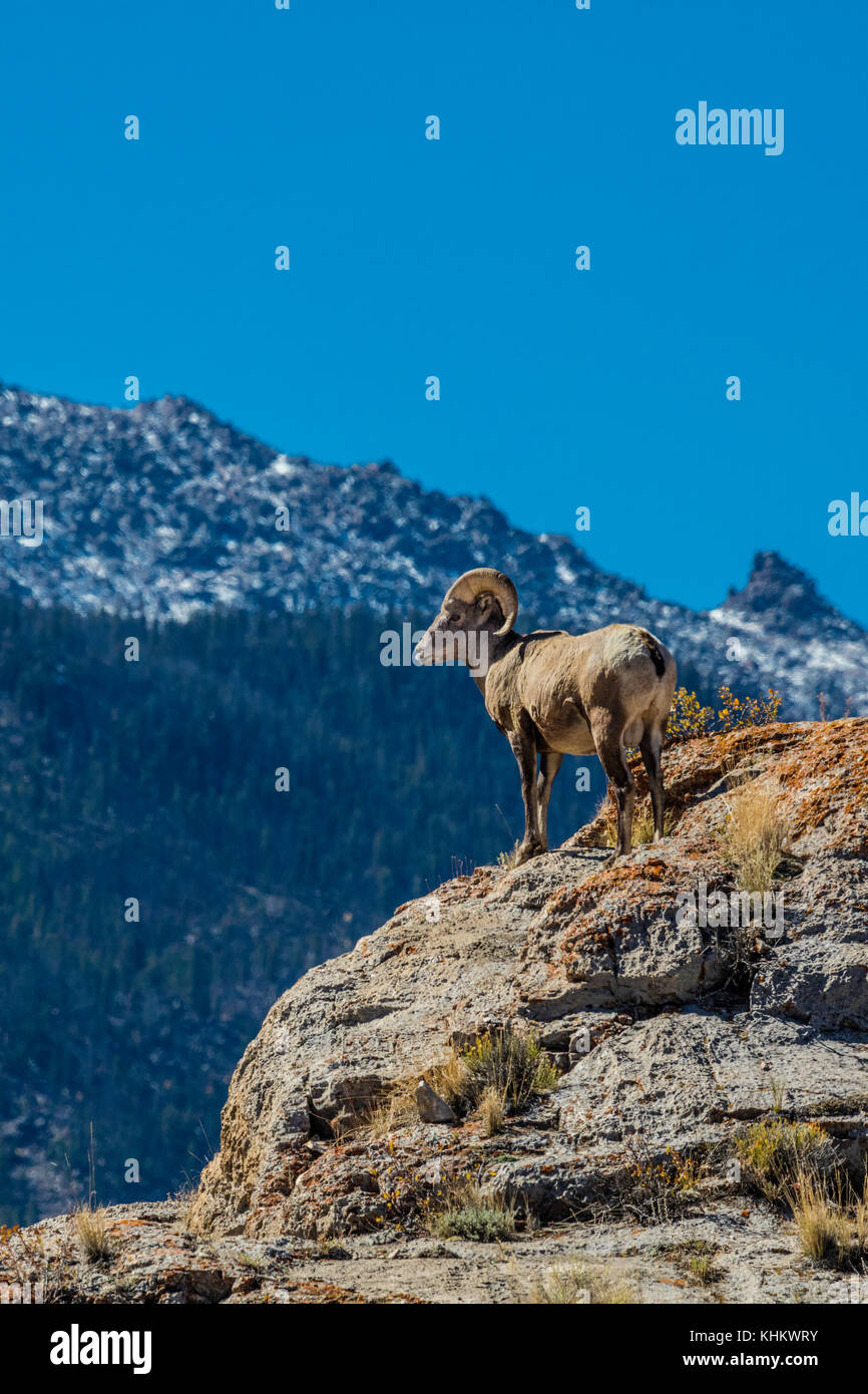 Une ram de mouflons dans la rivière du vent Moountains du Wyoming Banque D'Images