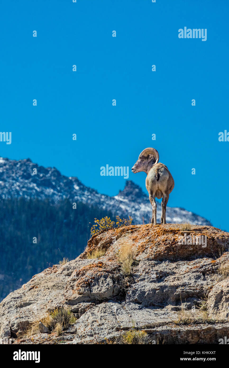 Une ram de mouflons dans la rivière du vent Moountains du Wyoming Banque D'Images