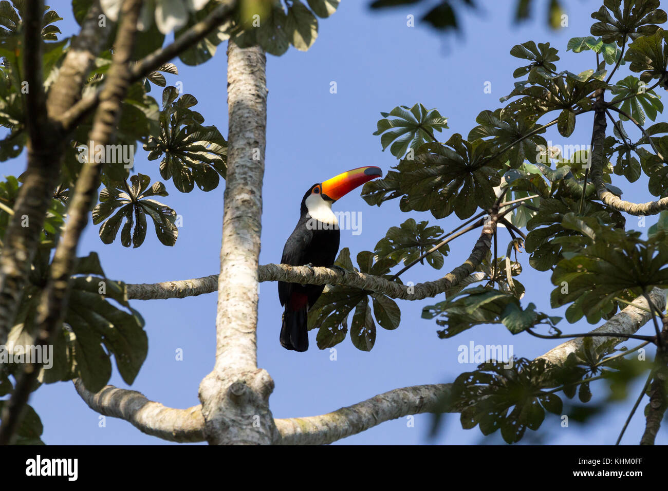 Toucan oiseau sur la nature dans la région de Foz do Iguazu, Brésil. La faune du Brésil Banque D'Images