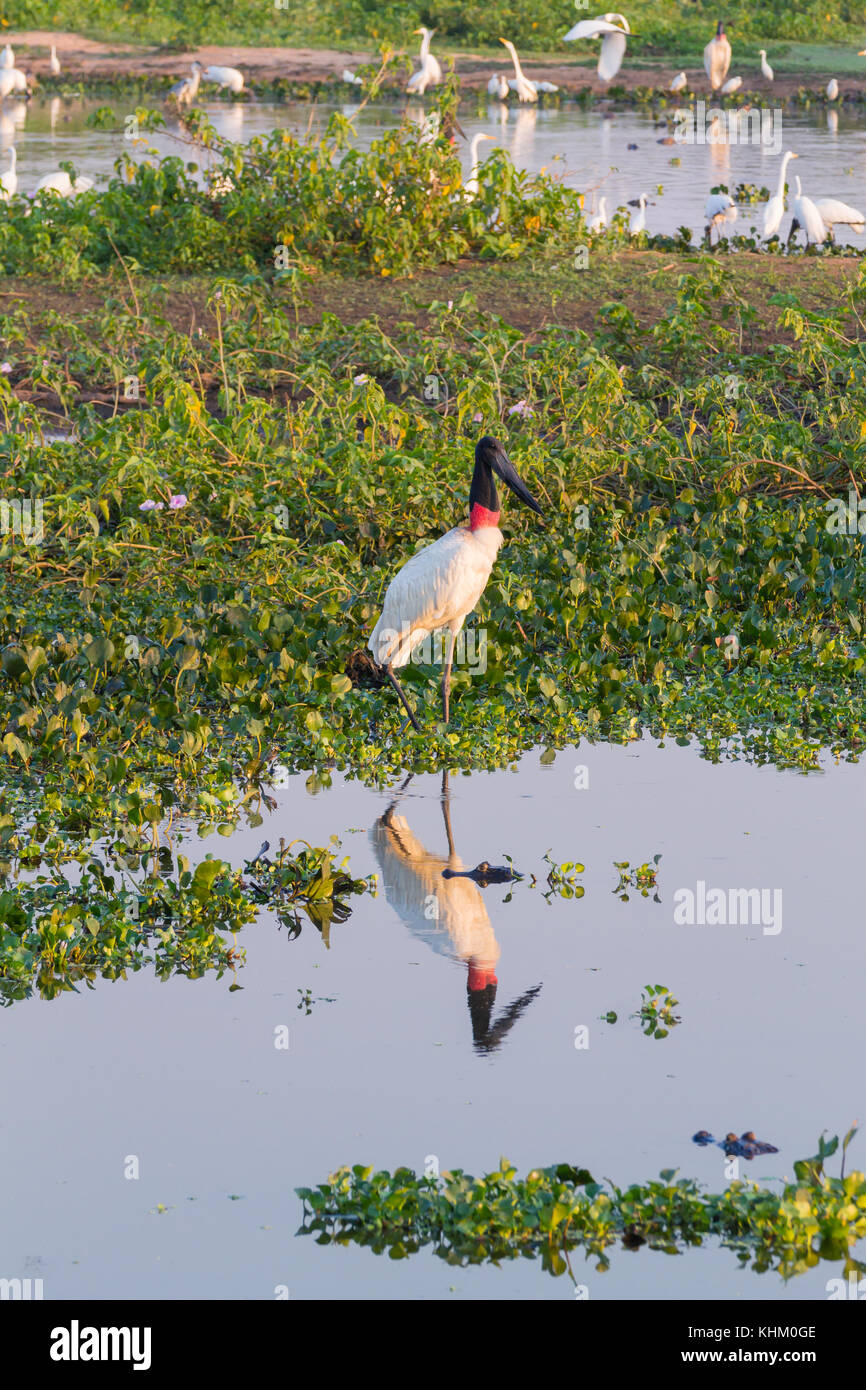 Cigogne Jabiru oiseau sur la nature du Pantanal, Brésil. La faune du Brésil Banque D'Images