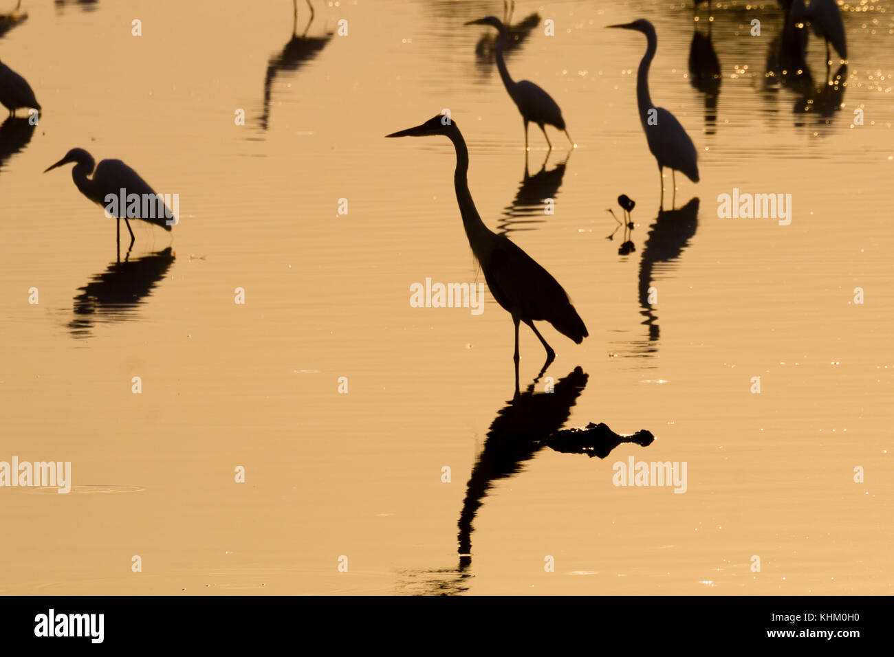 Reflète sur l'eau des oiseaux, du Pantanal au Brésil. La faune du Brésil. Silhouette d'oiseaux. Banque D'Images