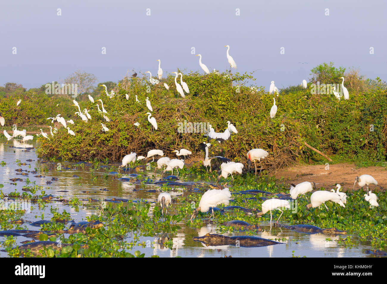Beaux paysages du Pantanal, l'Amérique du Sud, Brésil. La nature et la faune le long de la route Transpantaneira célèbre. Banque D'Images