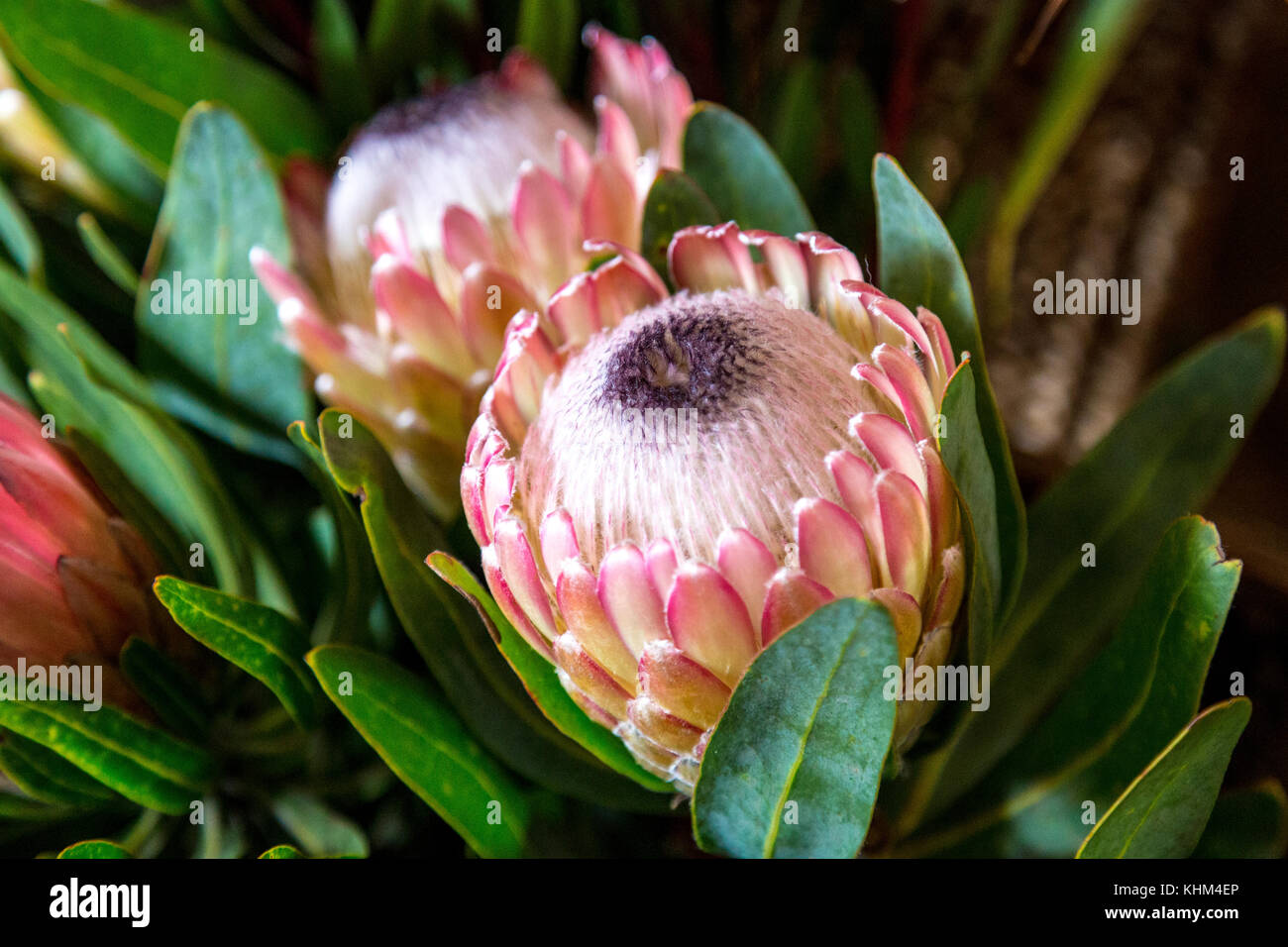 Belles fleurs exotiques King Protea à mercado dos Lavradores, Funchal, Madeira, Portugal Banque D'Images