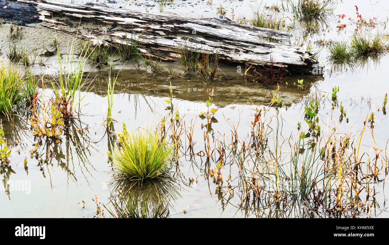 L'eau de pluie est en creux dans les dunes de sable de grayland beach, washington. grayland beach stae park. Banque D'Images