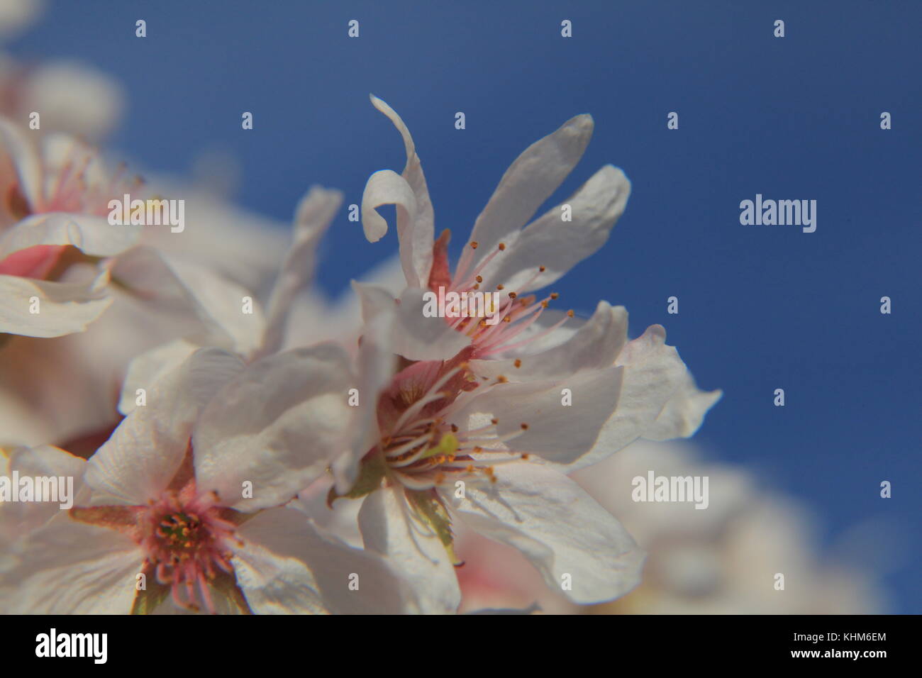 Cerisiers en fleurs Banque D'Images